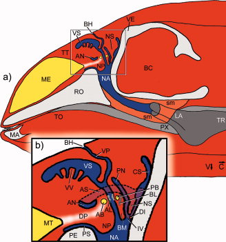 Schematic sagittal reconstruction of an adult harbor porpoise (Phocoena phocoena) head showing the nasal structures and the position of the larynx (LA). (a) overview. (b) detail of boxed area in (a). Blue, air spaces of the upper respiratory tract; gray, digestive system; light gray, cartilage, and bone of the skull; yellow, fat bodies. AB, rostral bursa cantantis; AL, rostral phonic lip; AN, anterior nasofrontal sac; AS, angle of nasofrontal sac; BC, brain cavity; BH, blowhole; BL, blowhole ligament; BM, blowhole ligament septum; C, caudal; CS, caudal sac; DI, diagonal membrane; DP, low density pathway; IV, inferior vestibulum; MA, mandible; ME, melon; MT, melon terminus; NA, nasal passage; NP, nasal plug; NS, nasofrontal septum; PB, caudal bursa cantantis; PE, premaxillary eminence; PN, posterior nasofrontal sac; PS, premaxillary sac; PX, pharynx; RO, rostrum; sm, sphincter muscle of larynx; TO, tongue; TR, trachea; TT, connective tissue theca; V, ventral; VE, vertex of skull; VP, vestibulum of nasal passage; VS, vestibular sac; VV, folded ventral wall of vestibular sac.