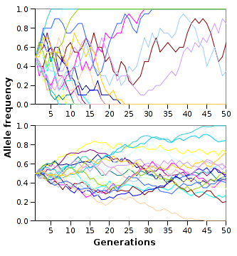 Fig. Simulation of genetic drift of 20 unlinked alleles in populations of 10 (top) and 100 (bottom). Drift to fixation is more rapid in the smaller population.