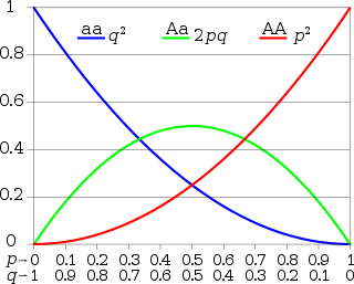 Hardy–Weinberg principle for two alleles: the horizontal axis shows the two allele frequencies p and q and the vertical axis shows the genotype frequencies. Each graph shows one of the three possible genotypes.
