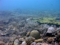 Marine biodiversity ICRI.jpg