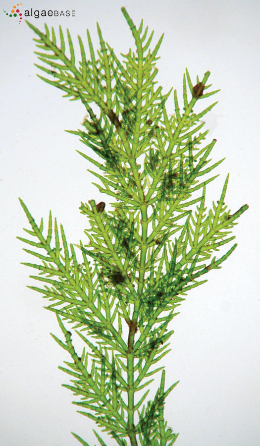 Figure 1: Cladophora ordinata. © R. Anderson & J. Bolton.