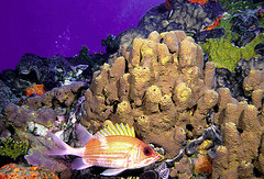 A marine ecosystem (Photo credit: NOAA)