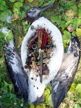 File:Laysan albatross open belly.jpg