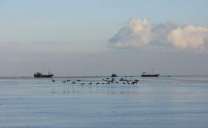 Brent geese and cockle fishermen near Ameland (photo by Johan Krol)