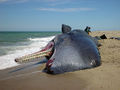 Beached sperm whale.jpg