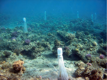 ©  A field of Phytoplnkton traps. Keren-Or Amar, Israel Oceanographic and Limnological Research LTD