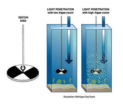  Many algae can keep out of the light causing an increase of turbidity and a decrease in Secchi depth (Photo credit: Michigan Sea Grant)