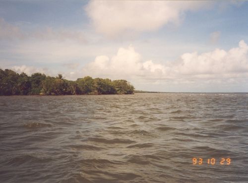 Mangrove coast, Belize.