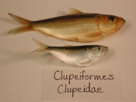 Clupeidae