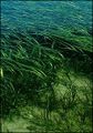 Eelgrass NOAA.jpg