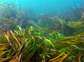 Seagrass.jpg