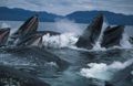 Feeding-humpback-whales.jpg