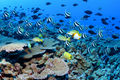 Coral reef.jpg