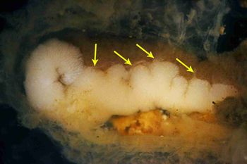 Molgula manhattensis multiple spermducts.jpg