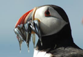 Puffin.PNG