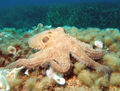 Common octopus.jpg
