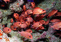 200px-School of reef fish at Rapture Reef, French Frigate Shoals.jpg