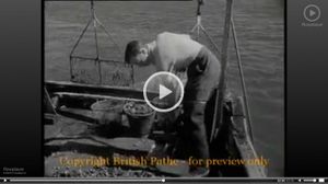 Shellfish-research-at-burnham-on-crouch-1951.jpg