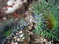 800px-Clone war of sea anemones 2-17-08-2.jpg