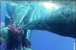Whales and dolphins have been caught in drift nets.