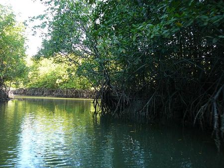 Mangroves - Coastal Wiki