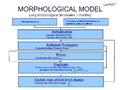 Morphological model long timescale smaller.PNG