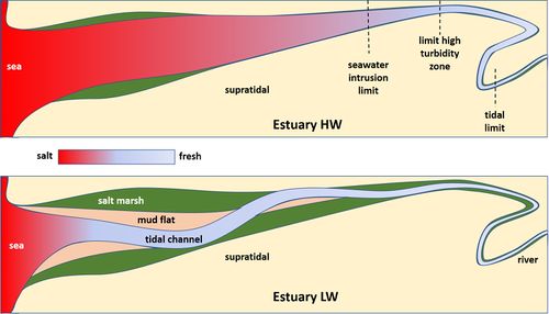 Estuarine ecosystems - Coastal Wiki