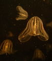 Comb jelly Mnemiopsis leidyi.jpg