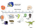 Evolution timeline.jpg