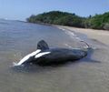 Stranded killer whale.jpg