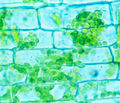 Chloroplast.jpg