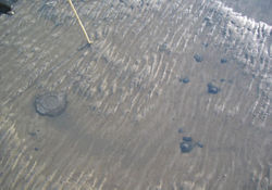 Figure 4 Examples for a “sand boil”, where freshwater is flowing out of the sediment.