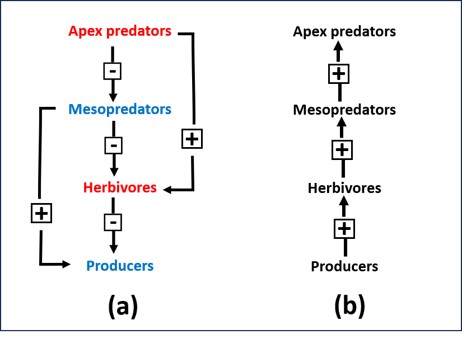 File:TrophicCascade.jpg
