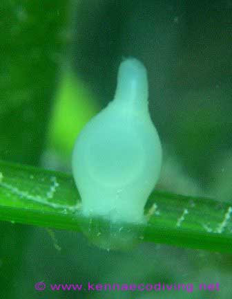 Cuttlefish-egg-case.jpg