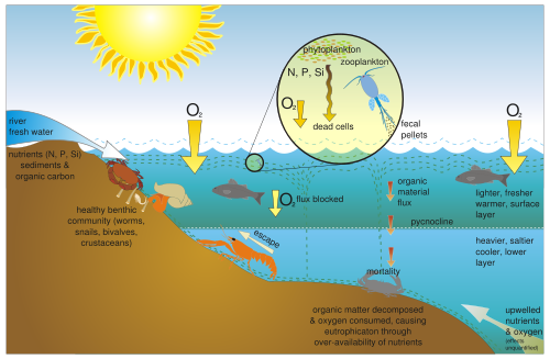 Eutrophication schematic. Source: US EPA