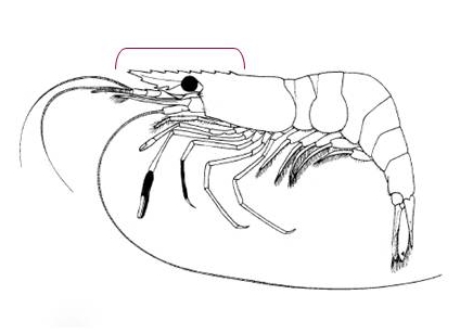 Palaemon macrodactylus3.jpg
