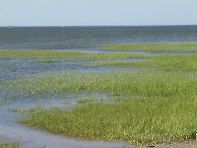 File:Seagrasswaddensea.jpg