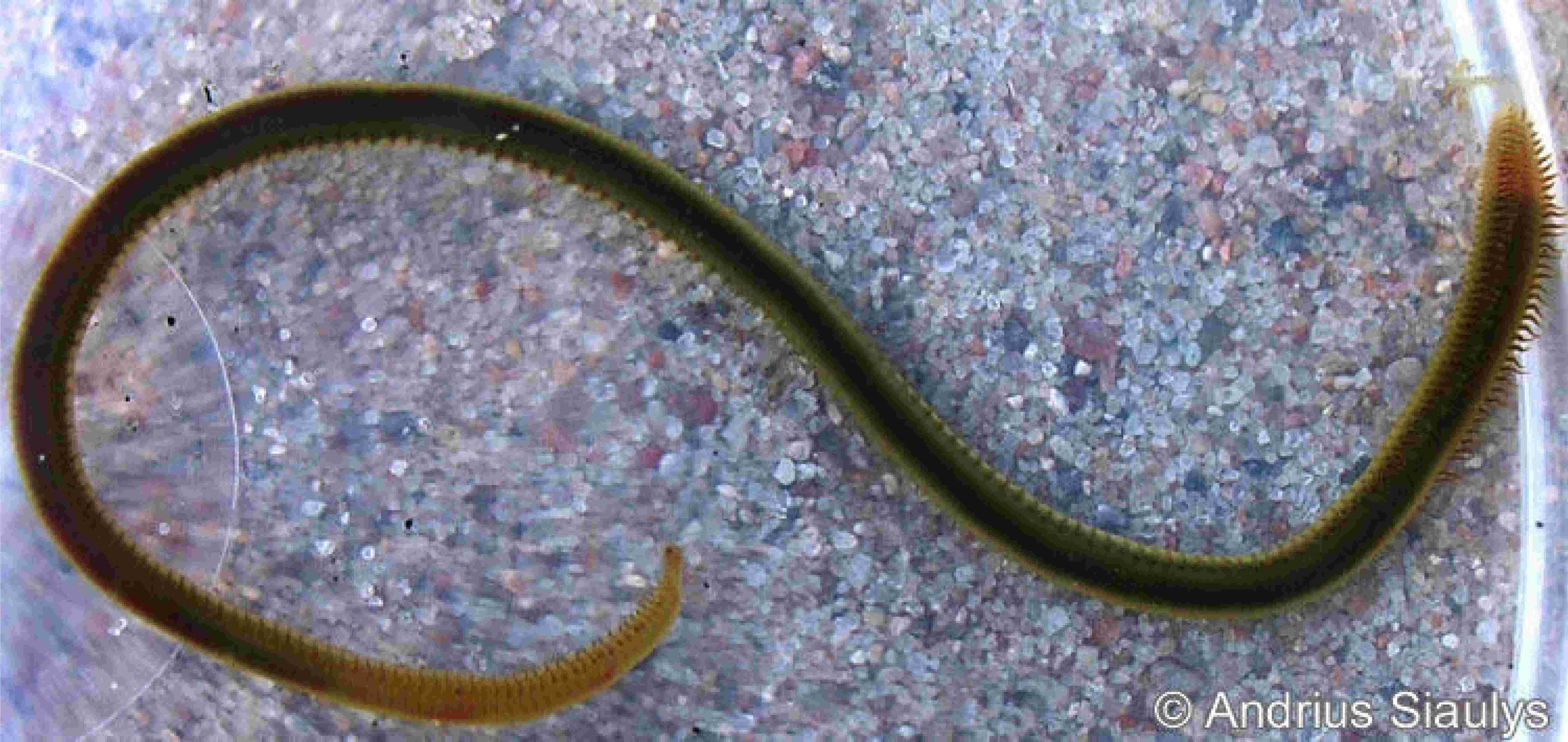 Marenzelaria neglecta.JPG