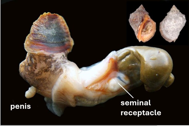 File:ImposexGastropod.jpg