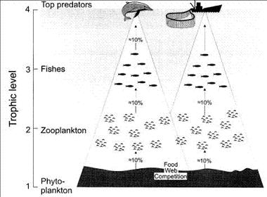 Food web competion.jpg