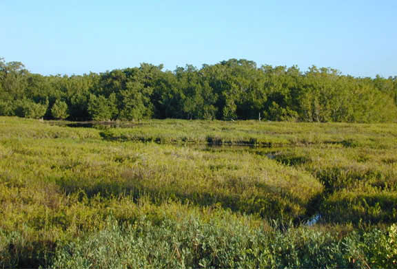 Salt marsh. Source: USGS