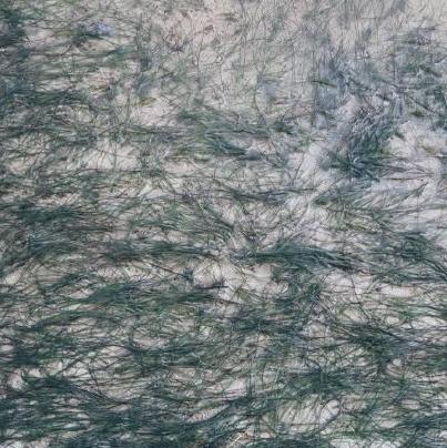 File:Halodule wrightii.jpg