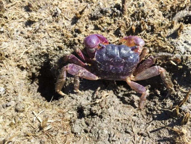 File:PurpleMarshCrab.jpg
