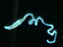 Tubificoides heterochaetus.jpg