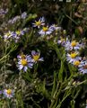 AsterTripolium.jpg