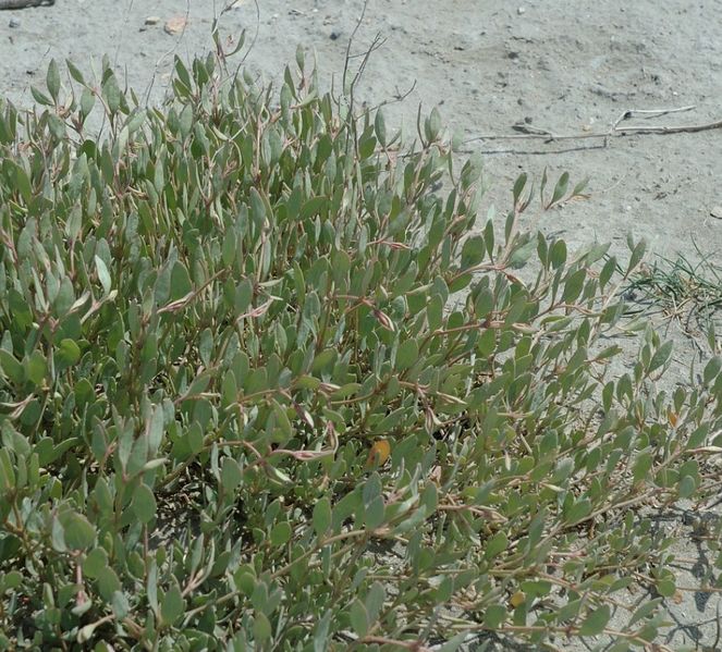 File:HalimionePortulacoides.jpg