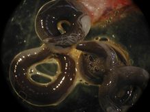 Anguillicoloides crassus .jpg