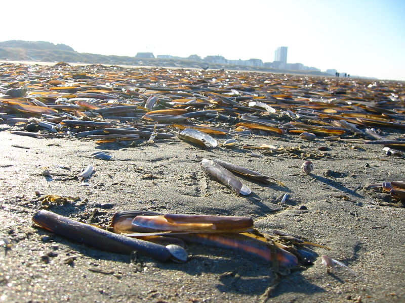 File:Ensis directus.JPG