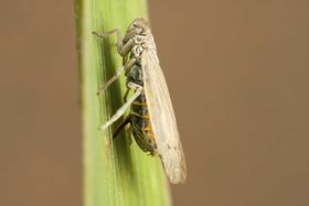 Prokelisia marginata macroptere.jpg