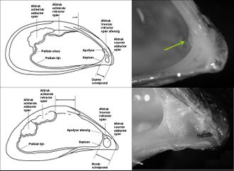 Mytilopsis leucophaeata Nr 4.jpg